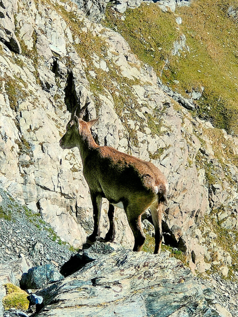 Colletto dell'Orsiera dal rifugio Selleries (Escursione) (Val Chisone) - Stambecco