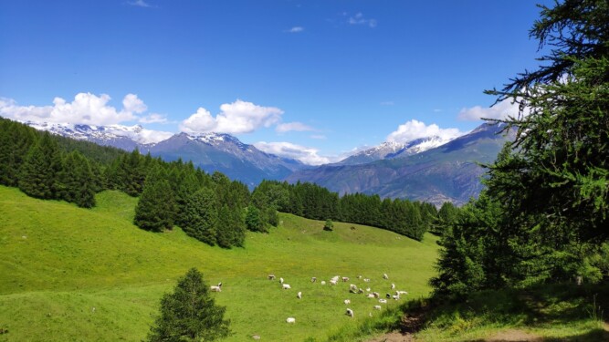 Toesca da Cortavetto